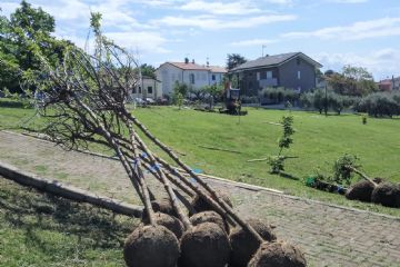 Nuove piantumazioni sul territorio comunale: circa 250 alberi per migliorare la qualità dell'aria