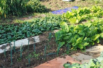 Orti urbani privati su terreni comunali: &#232; possibile chiedere il rinnovo delle concessioni o presentare nuove richieste
