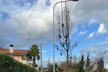 Al via la piantumazione di 50 alberi sul territorio comunale